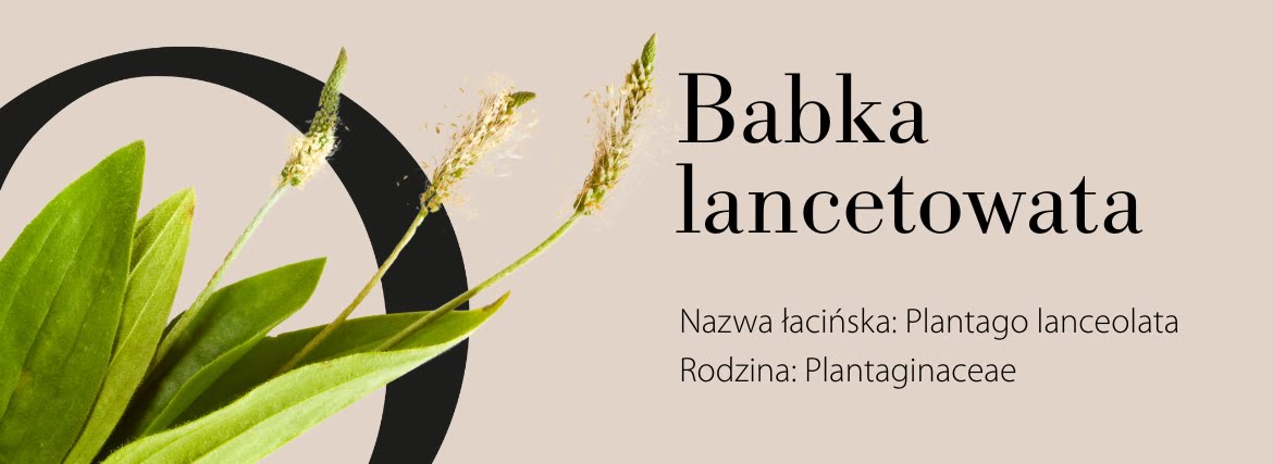 Babka lancetowana